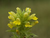 Parentucellia viscosa 11, Kleverige ogentroost, Saxifraga-Willem van Kruijsbergen