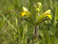 Parentucellia viscosa 14, Kleverige ogentroost, Saxifraga-Jan van der Straaten