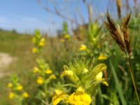 Parentucellia viscosa 30, Kleverige ogentroost, Saxifraga-Jeroen Willemsen