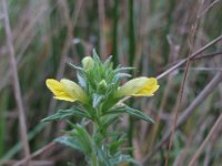 Parentucellia viscosa 37, Kleverige ogentroost, Saxifraga-Rutger Barendse