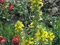 Parentucellia viscosa 51, Kleverige ogenstroost, Saxifraga-Jan van der Straaten