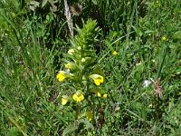 Parentucellia viscosa 56, Kleverige ogenstroost, Saxifraga-Hans Grotenhuis