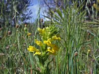 Parentucellia viscosa 7, Kleverige ogentroost, Saxifraga-Jeroen Willemsen