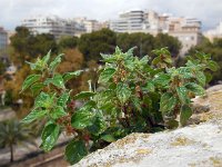 Parietaria judaica 20, Klein glaskruid, Saxifraga-Ed Stikvoort