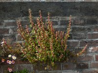 Parietaria judaica 21, Klein glaskruid, Saxifraga-Ed Stikvoort