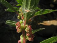 Parietaria judaica 27, Klein glaskruid, Saxifraga-Rutger Barendse