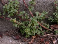 Parietaria judaica 4, Klein glaskruid, Saxifraga-Peter Meininger