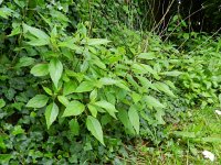 Parietaria officinalis 2, Groot glaskruid, Saxifraga-Rutger Barendse