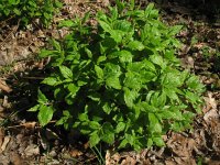 Parietaria officinalis 3, Groot glaskruid, Saxifraga-Rutger Barendse