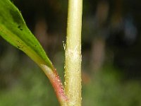 Parietaria officinalis 5, Groot glaskruid, Saxifraga-Rutger Barendse