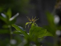 Paris quadrifolia, Herb Paris