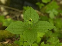 Paris quadrifolia 10, Eenbes, Saxifraga-Jan van der Straaten