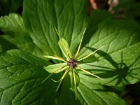 Paris quadrifolia 12, Eenbes, Saxifraga-Jasenka Topic