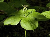 Paris quadrifolia 13, Eenbes, Saxifraga-Marijke Verhagen