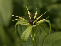 Paris quadrifolia 15, Eenbes, Saxifraga-Jan van der Straaten