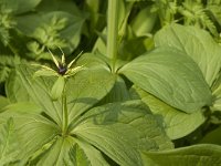 Paris quadrifolia 16, Eenbes, Saxifraga-Jan van der Straaten