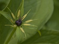 Paris quadrifolia 26, Eenbes, Saxifraga-Jan van der Straaten