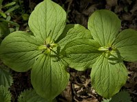 Paris quadrifolia 29, Eenbes, Saxifraga-Jan van der Straaten