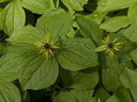 Paris quadrifolia 34, Eenbes, Saxifraga-Marijke Verhagen