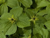 Paris quadrifolia 35, Eenbes, Saxifraga-Marijke Verhagen