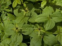 Paris quadrifolia 36, Eenbes, Saxifraga-Marijke Verhagen