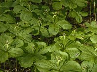 Paris quadrifolia 39, Eenbes, Saxifraga-Marijke Verhagen