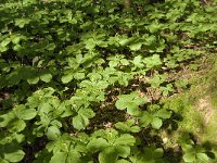 Paris quadrifolia 43, Eenbes, Saxifraga-Marijke Verhagen