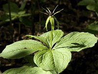 Paris quadrifolia 48, Eenbes, Saxifraga-Marijke Verhagen