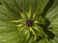 Paris quadrifolia 5, Eenbes, Saxifraga-Marijke Verhagen