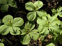 Paris quadrifolia 51, Eenbes, Saxifraga-Marijke Verhagen