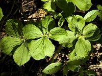 Paris quadrifolia 52, Eenbes, Saxifraga-Marijke Verhagen