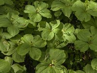 Paris quadrifolia 54, Eenbes, Saxifraga-Jan van der Straaten