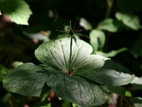 Paris quadrifolia 58, Eenbes, Saxifraga-Bart Vastenhouw