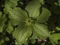 Paris quadrifolia 6, Eenbes, Saxifraga-Marijke Verhagen