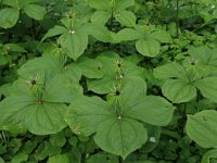 Paris quadrifolia 74, Eenbes, Saxifraga-Hans Boll