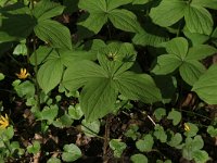 Paris quadrifolia 76, Eenbes, Saxifraga-Hans Boll