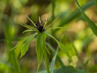 Paris quadrifolia 78, Eenbes, Saxifraga-Jan Nijendijk