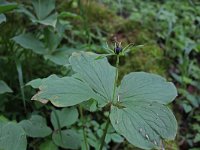 Paris quadrifolia 79, Eenbes, Saxifraga-Jeroen Willemsen