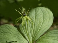 Paris quadrifolia 82, Eenbes, Saxifraga-Willem van Kruijsbergen