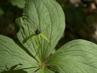 Paris quadrifolia 83, Eenbes, Saxifraga-Willem van Kruijsbergen