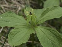 Paris quadrifolia 84, Eenbes, Saxifraga-Willem van Kruijsbergen