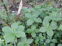 Paris quadrifolia 90, Eenbes, Saxifraga-Rutger Barendse