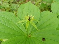 Paris quadrifolia 91, Eenbes, Saxifraga-Rutger Barendse