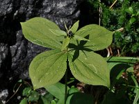 Paris quadrifolia 92, Eenbes, Saxifraga-Harry Jans