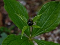 Paris quadrifolia 93, Eenbes, Saxifraga-Harry Jans