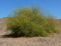 Parkinsonia aculeata 2, Saxifraga-Peter Meininger