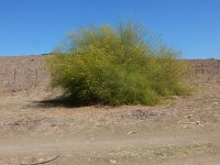 Parkinsonia aculeata 3, Saxifraga-Peter Meininger