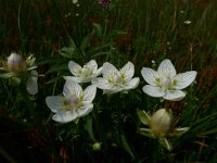 Parnassia palustris 11, Parnassia, Saxifraga-Mark Zekhuis