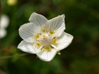 Parnassia palustris 13, Parnassia, Saxifraga-Rudmer Zwerver