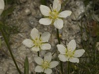 Parnassia palustris 15, Parnassia, Saxifraga-Willem van Kruijsbergen